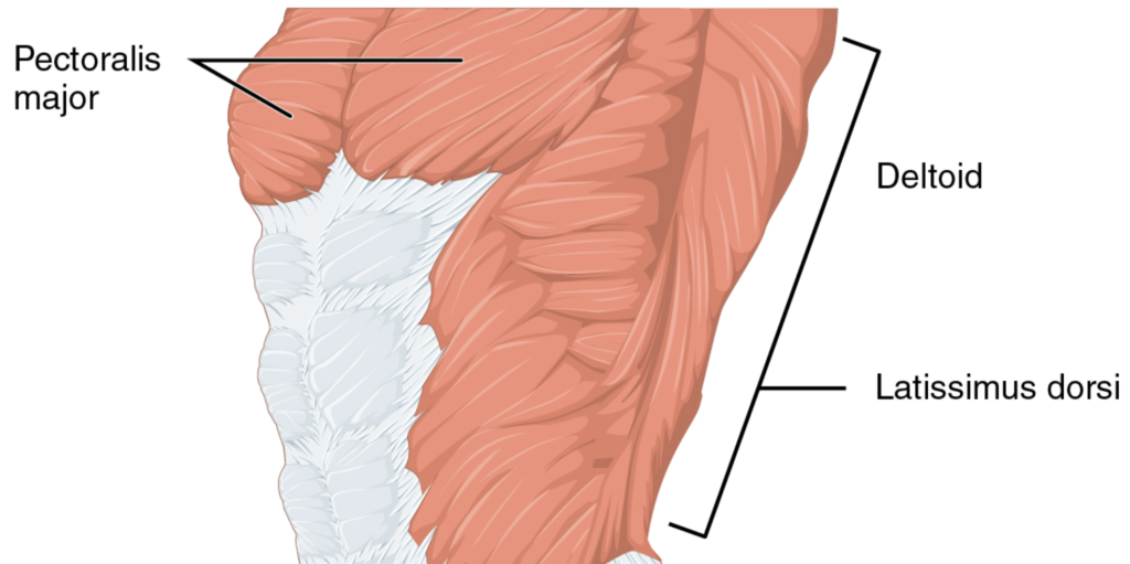 Chest anatomy 